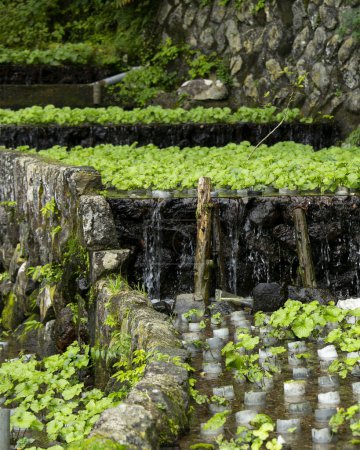 Foto de Granja Wasabi. Wasabi fresco y orgánico en campos y terrazas en Idakaba, en la península de Izu, Japón. - Imagen libre de derechos