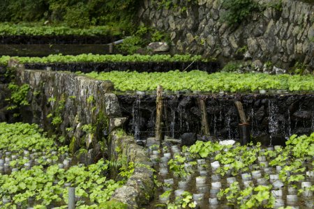 Foto de Granja Wasabi. Wasabi fresco y orgánico en campos y terrazas en Idakaba, en la península de Izu, Japón. - Imagen libre de derechos