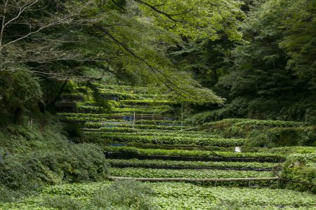 Téléchargez les photos : Ferme Wasabi. Wasabi frais et bio dans les champs et terrasses de l'Idakaba, dans la péninsule d'Izu, Japon. - en image libre de droit