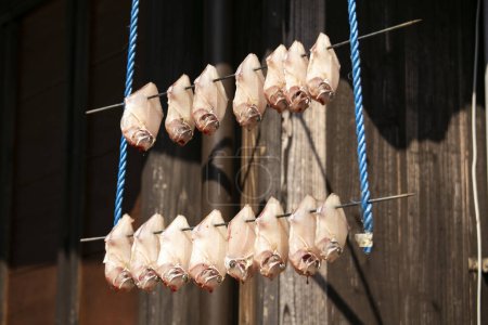 Photo for Calamari Fish drying hanging in the streets of the the beautiful fishing village of Ine in north of Kyoto. - Royalty Free Image
