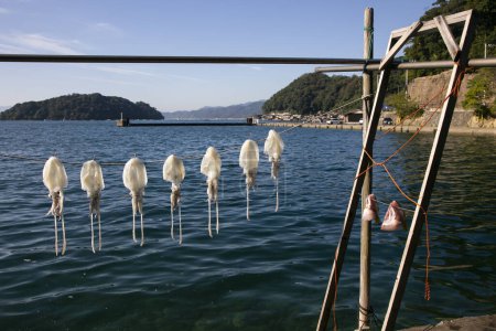 Photo for Calamari Fish drying hanging in the streets of the the beautiful fishing village of Ine in north of Kyoto. - Royalty Free Image