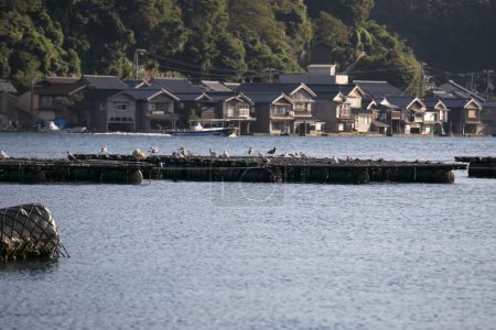 Photo for Fish farms located in Ine bay in the beautiful fishing village of Ine in north of Kyoto. - Royalty Free Image