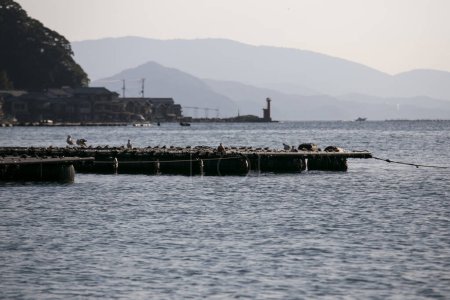 Photo for Fish farms located in Ine bay in the beautiful fishing village of Ine in north of Kyoto. - Royalty Free Image