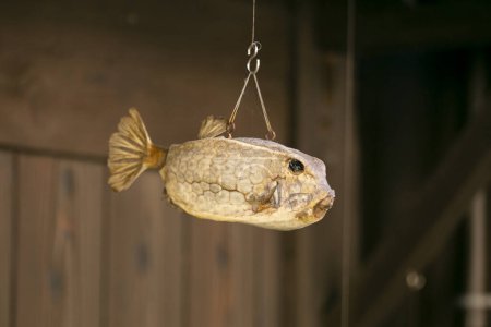 Photo for Doll of a fish hanging in the streets of the fishing town of INE. - Royalty Free Image