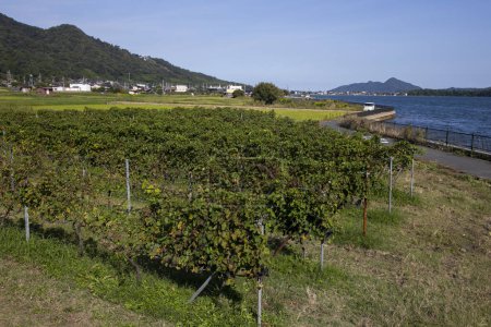 Téléchargez les photos : Vignobles japonais d'une cave à Amanohashidate à Miyazu dans le nord de Kyoto au Japon. - en image libre de droit
