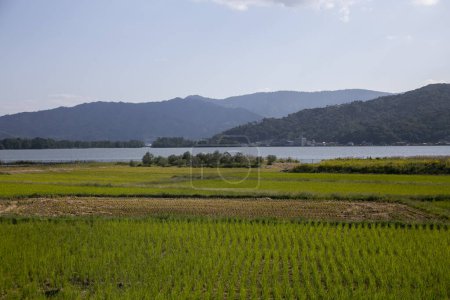 Photo for Rice paddies in Miyazu in north of Kyoto in Japan. - Royalty Free Image