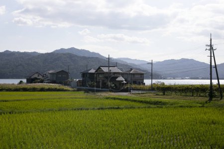 Téléchargez les photos : Rizières à Miyazu au nord de Kyoto au Japon. - en image libre de droit