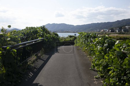 Photo for Bike path along the coast of Miyazu in the north of Kyoto in Japan. - Royalty Free Image