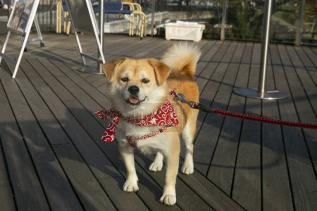 Foto de Japonés Shiba mezcla raza perro. - Imagen libre de derechos