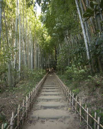 Photo for Old samurai road in the middle of a bamboo forest in Sakura, Japan. - Royalty Free Image