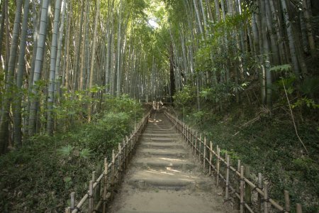 Téléchargez les photos : Vieille route des samouraïs au milieu d'une forêt de bambous à Sakura, Japon. - en image libre de droit