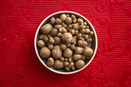 Photo for Bulbils of Japanese mountain yam to cook a delicious Mukago gohan. - Royalty Free Image