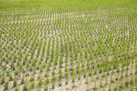 Téléchargez les photos : Plantation de riz japonaise pendant la saison de récolte dans la préfecture de Niigata, Japon. - en image libre de droit