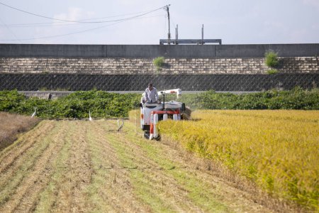 Foto de Niigata, Japón; 1 de octubre de 2023: Agricultor trabajando en una plantación de arroz japonés durante la temporada de cosecha en la prefectura de Niigata, Japón. - Imagen libre de derechos