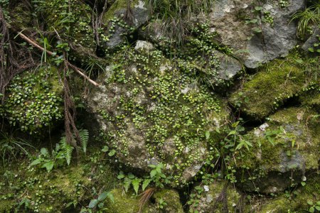 Téléchargez les photos : Forêt sauvage nature dans les montagnes de Wakayama dans le sentier Kumano Kodo au Japon. - en image libre de droit