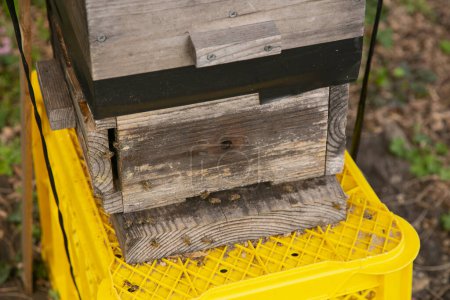 Téléchargez les photos : Ferme apicole dans un village rural à Wakayama, Japon. - en image libre de droit