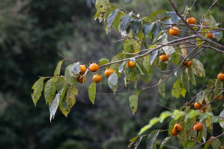 Foto de El caqui japonés pisado. El caqui (Diospyros kaki) es una fruta importante y ampliamente cultivada en China y Japón, donde se conoce como kaki. - Imagen libre de derechos