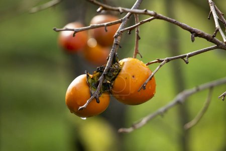 Foto de El caqui japonés pisado. El caqui (Diospyros kaki) es una fruta importante y ampliamente cultivada en China y Japón, donde se conoce como kaki. - Imagen libre de derechos