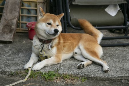Foto de El shiba inu (, shiba inu) es una raza de perro pequeño y ágil, originario de Japón, que fue criado y desarrollado originalmente como un perro de caza.. - Imagen libre de derechos