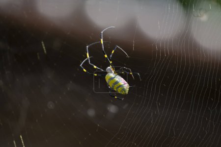 Téléchargez les photos : Trichonephila clavata, également connue sous le nom d'araignée Joro au Japon. - en image libre de droit