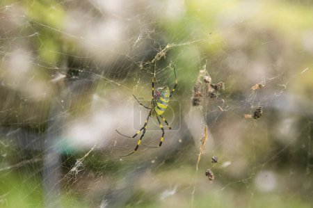 Téléchargez les photos : Trichonephila clavata, également connue sous le nom d'araignée Joro au Japon. - en image libre de droit