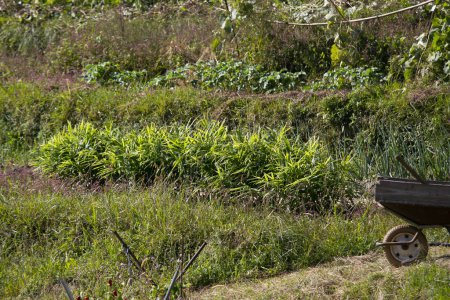 Téléchargez les photos : Potager dans la campagne des montagnes de la péninsule de Wakayama au Japon. - en image libre de droit