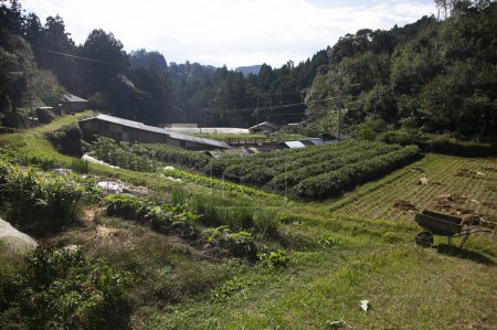Téléchargez les photos : Potager dans la campagne des montagnes de la péninsule de Wakayama au Japon. - en image libre de droit