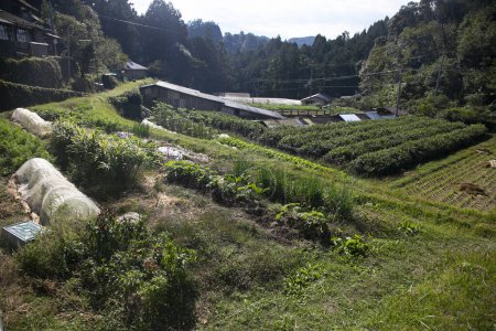 Photo for Vegetable patch in the countryside of the mountains of the Wakayama peninsula in Japan. - Royalty Free Image