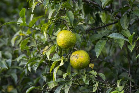 Foto de Fruta Yuzu verde y amarilla en Japón. Yuzu o Citrus Ichangensis es un cítrico nativo de Asia oriental. Es un híbrido de la especie Citrus ichangensis y Citrus reticulata. - Imagen libre de derechos