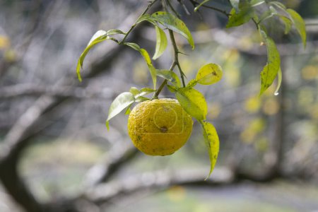 Foto de Fruta Yuzu verde y amarilla en Japón. Yuzu o Citrus Ichangensis es un cítrico nativo de Asia oriental. Es un híbrido de la especie Citrus ichangensis y Citrus reticulata. - Imagen libre de derechos