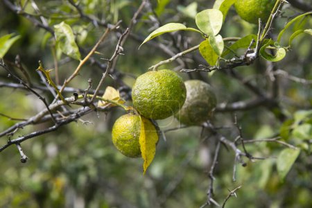 Photo for Green and Yellow Yuzu fruit in Japan. Yuzu or Citrus Ichangensis is a citrus fruit native to East Asia. It is a hybrid of the species Citrus ichangensis and Citrus reticulata. - Royalty Free Image
