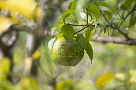 Téléchargez les photos : Fruits Yuzu verts et jaunes au Japon. Yuzu ou Citrus Ichangensis est un agrumes originaire d'Asie de l'Est. C'est un hybride des espèces Citrus ichangensis et Citrus reticulata. - en image libre de droit