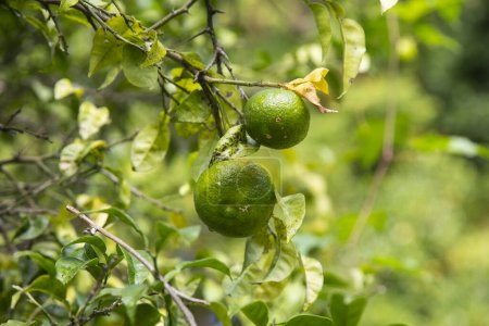 Téléchargez les photos : Fruits Yuzu verts et jaunes au Japon. Yuzu ou Citrus Ichangensis est un agrumes originaire d'Asie de l'Est. C'est un hybride des espèces Citrus ichangensis et Citrus reticulata.. - en image libre de droit