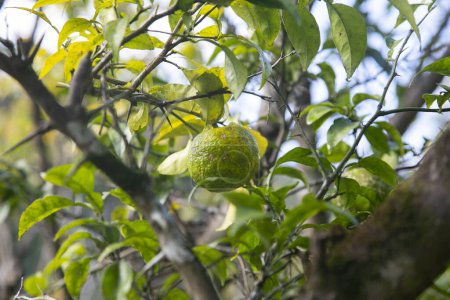Foto de Fruta Yuzu verde y amarilla en Japón. Yuzu o Citrus Ichangensis es un cítrico nativo de Asia oriental. Es un híbrido de la especie Citrus ichangensis y Citrus reticulata.. - Imagen libre de derechos