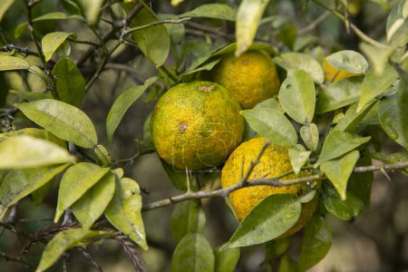 Photo for Green and Yellow Yuzu fruit in Japan. Yuzu or Citrus Ichangensis is a citrus fruit native to East Asia. It is a hybrid of the species Citrus ichangensis and Citrus reticulata.. - Royalty Free Image