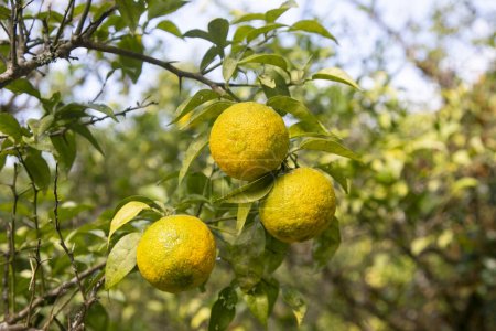 Grüne und gelbe Yuzu-Früchte in Japan. Yuzu oder Citrus Ichangensis ist eine Zitrusfrucht aus Ostasien. Es handelt sich um eine Kreuzung der Arten Citrus ichangensis und Citrus reticulata..