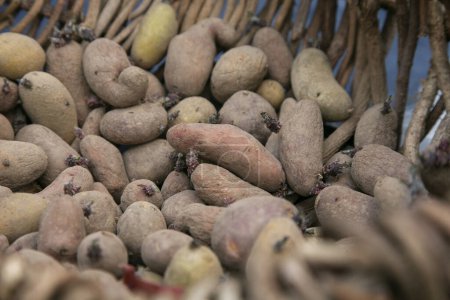 Téléchargez les photos : Variété de petites pommes de terre japonaises récoltées à Wakayama, Japon. - en image libre de droit