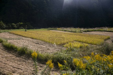 Foto de Arroces en medio de las montañas de la prefectura de Wakayama en Japón. - Imagen libre de derechos