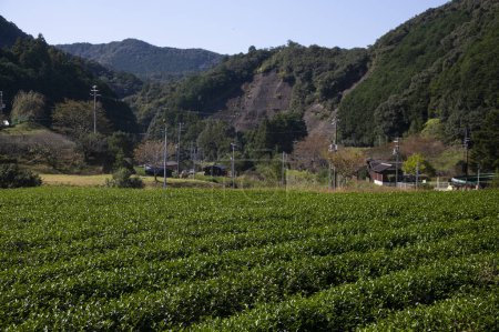 Photo for Organic green tea plantations in the Wakayama mountains in Japan. - Royalty Free Image