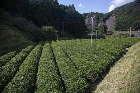 Photo for Organic green tea plantations in the Wakayama mountains in Japan. - Royalty Free Image