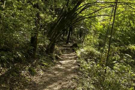 Téléchargez les photos : Promenade sur la route de randonnée suivant le sentier Nakasendo entre Tsumago et Magome dans la vallée de Kiso, Japon. - en image libre de droit