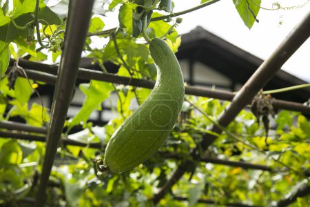 Téléchargez les photos : Courgettes japonaises suspendues dans un jardin bio à Magome, Japon. - en image libre de droit