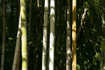 Téléchargez les photos : Forêt de bambous colorés sur la route Nakasendo dans la vallée du Kiso au Japon. - en image libre de droit