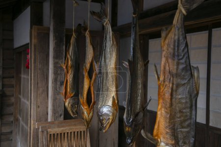 Photo for Traditional salted salmons hanging in the city of Murakami in Niigata Prefecture. - Royalty Free Image