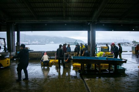 Téléchargez les photos : Ito, Japon ; 1er octobre 2023 : Vente aux enchères de poisson et pêcheurs travaillant dans le port d'Ito dans la préfecture de Shizuoka au Japon. - en image libre de droit