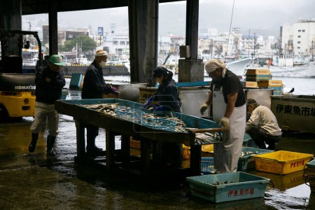 Foto de Ito, Japón; 1 de octubre de 2023: Subasta de pescado y pescadores trabajando en el puerto de Ito en la prefectura de Shizuoka en Japón. - Imagen libre de derechos