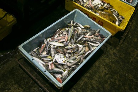 Téléchargez les photos : Tokyo, Japon ; 1er octobre 2023 : Variété japonaise de poissons au marché extérieur de Tsukiji - en image libre de droit