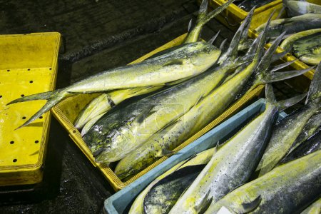 Téléchargez les photos : Tokyo, Japon ; 1er octobre 2023 : Variété japonaise de poissons au marché extérieur de Tsukiji - en image libre de droit