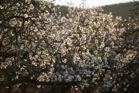 Foto de Almendros floreciendo en la zona del Pla de Corona en la localidad de Santa Agnes en la isla de Ibiza. - Imagen libre de derechos