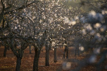 Almond trees blooming in the Pla de Corona area in the town of Santa Agnes on the island of Ibiza.